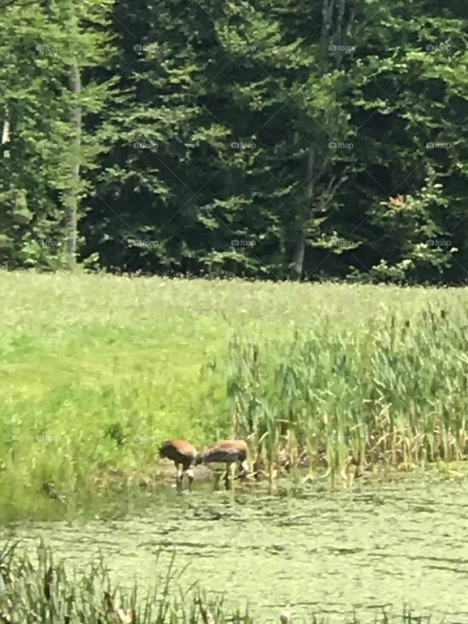 Pond