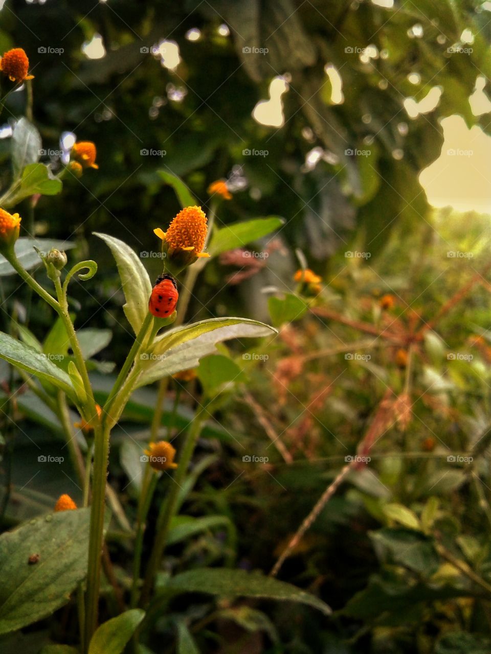 orange colour 
flowers 
green