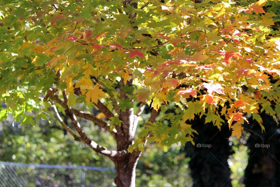 Fall Maple Tree