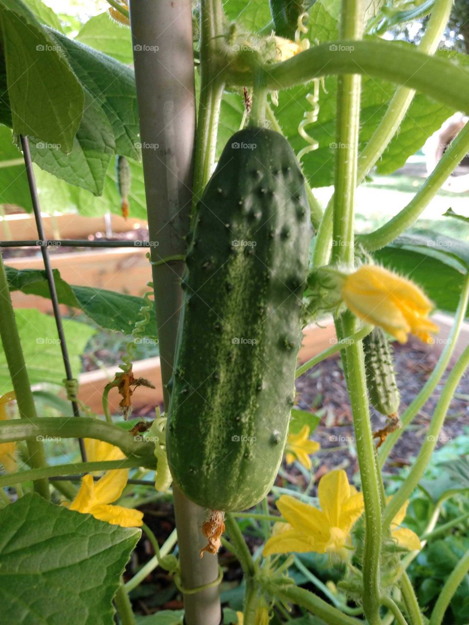 cucumber