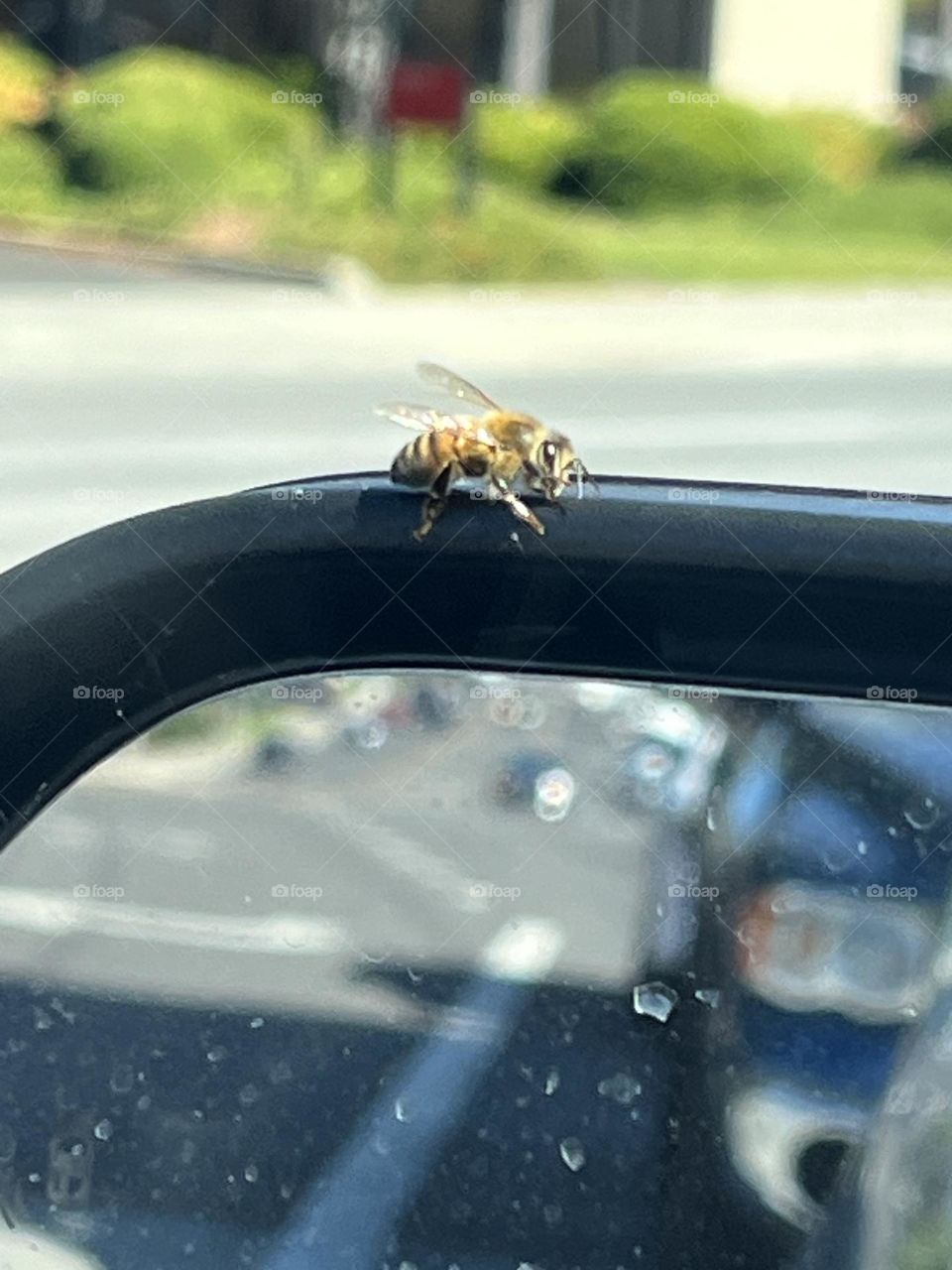 Look I have a hitchhiker on my side car mirror 