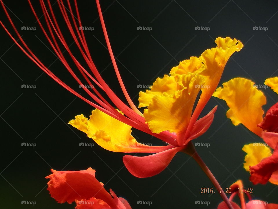 Beautiful red and yellow flower against dark background.