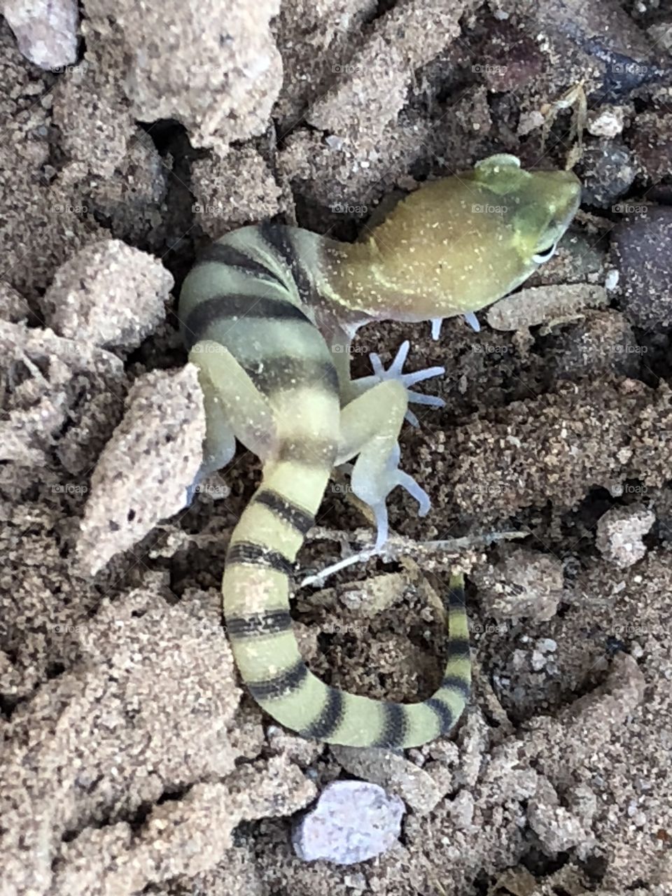 Western Banded Gecko under a rock