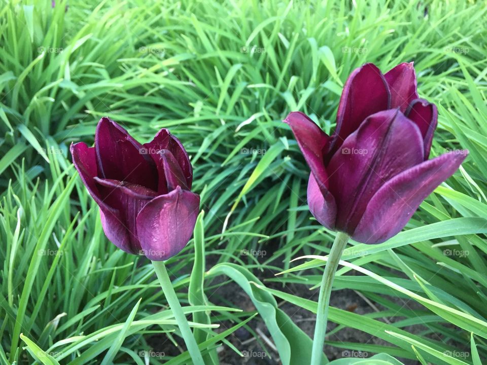 Tulips in Norrköping Sweden 
