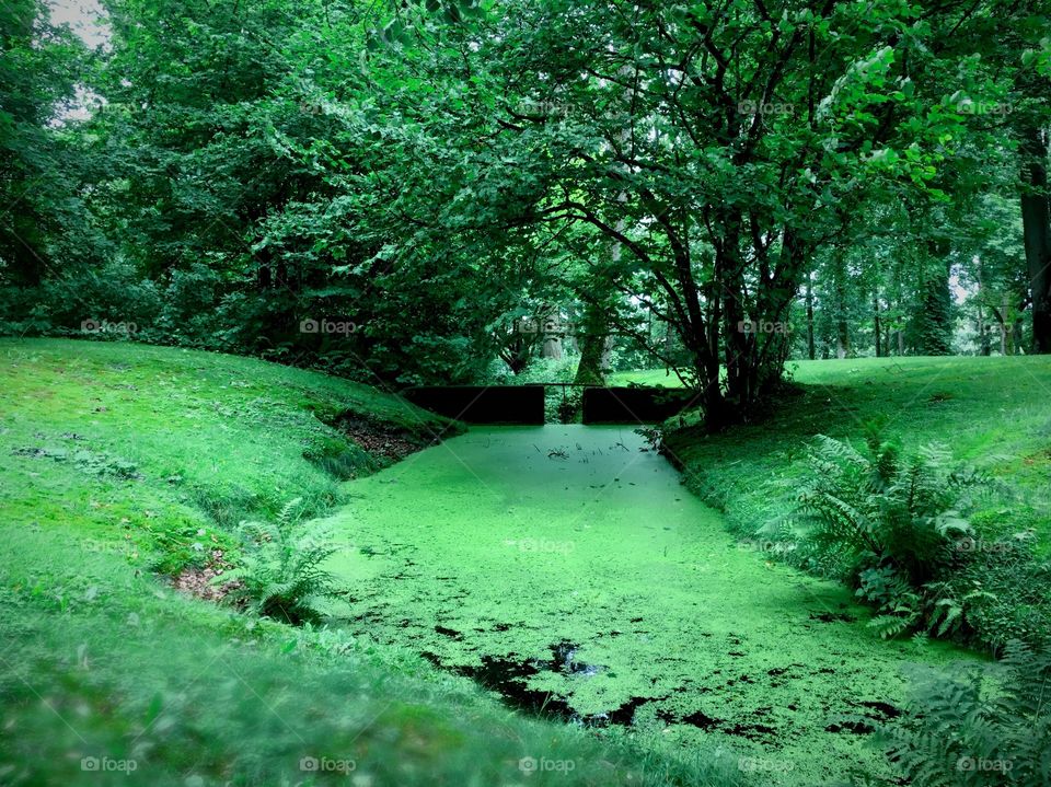 Green slough pond.