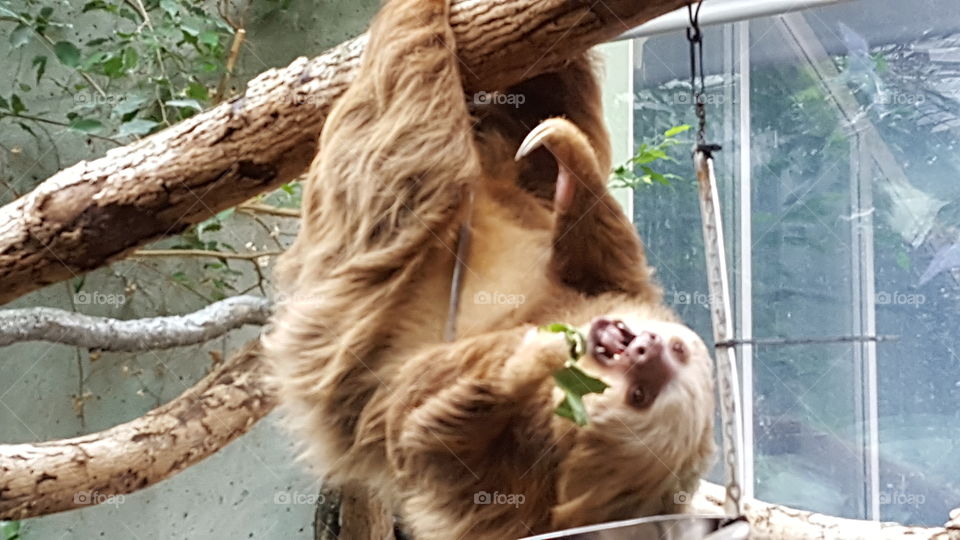 A very hungry sloth