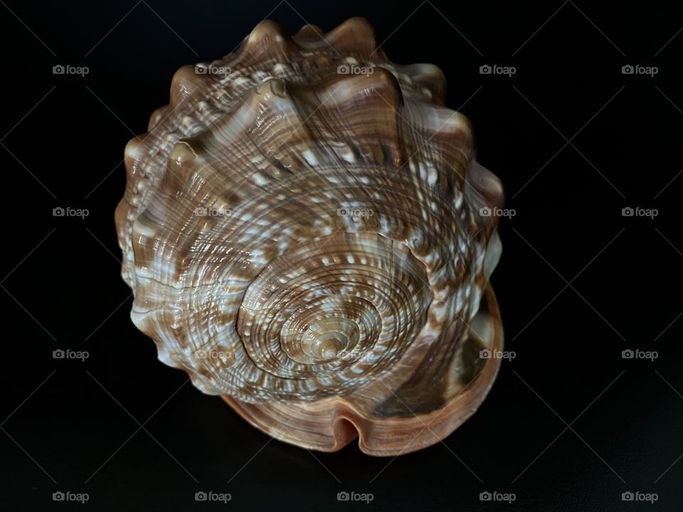 Seashell from the side 