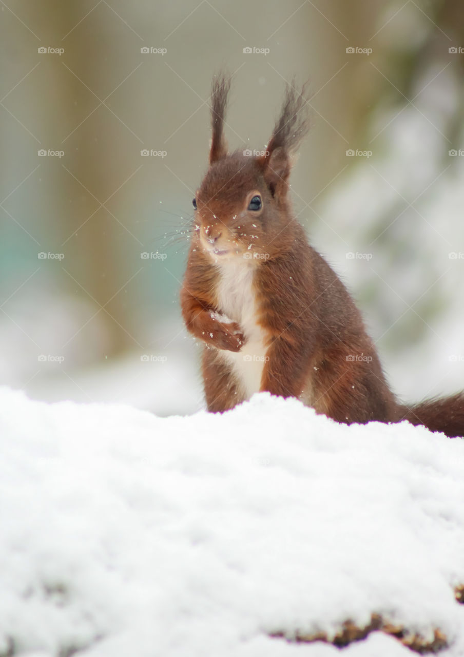 Squirrel in snow