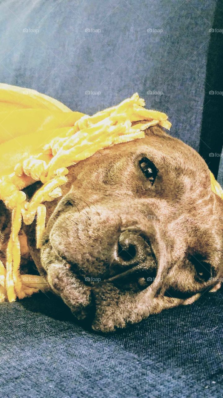 Large Gray pitbull dog with dark nose and  brown eyes staring while laying under a yellow fleece blanket with tassels.