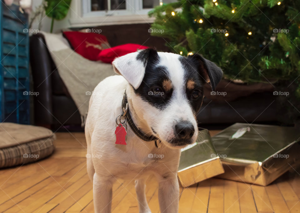 Christmas time at home cute dog standing in living room with Christmas tree and gifts and room for copy space holiday pet background 