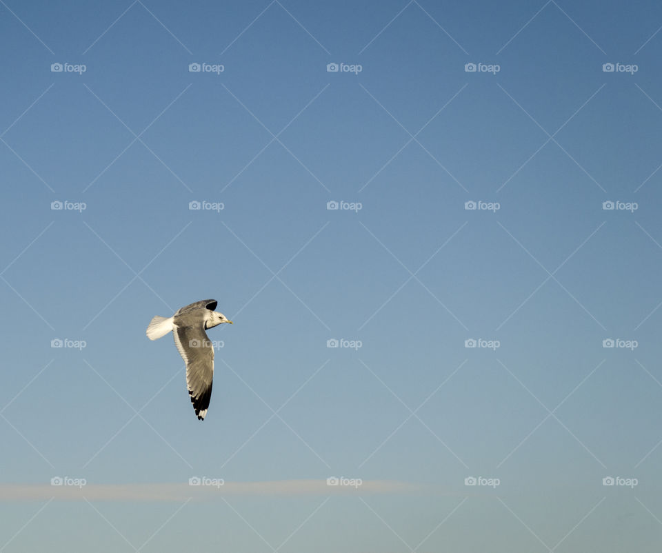 seagulf flying on the blue sky