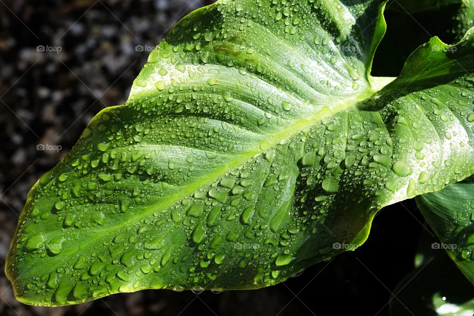 Close up of green leaf