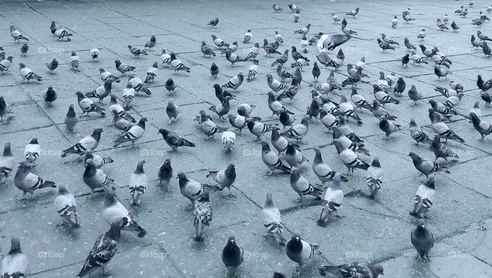 Bird, Pigeon, Water, Group, Many