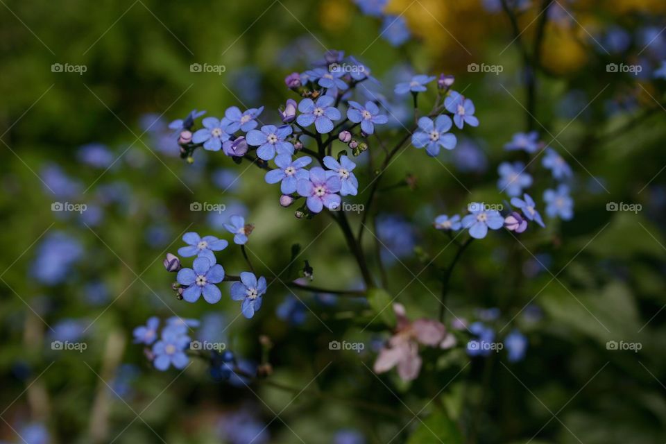 Forget-me-nots