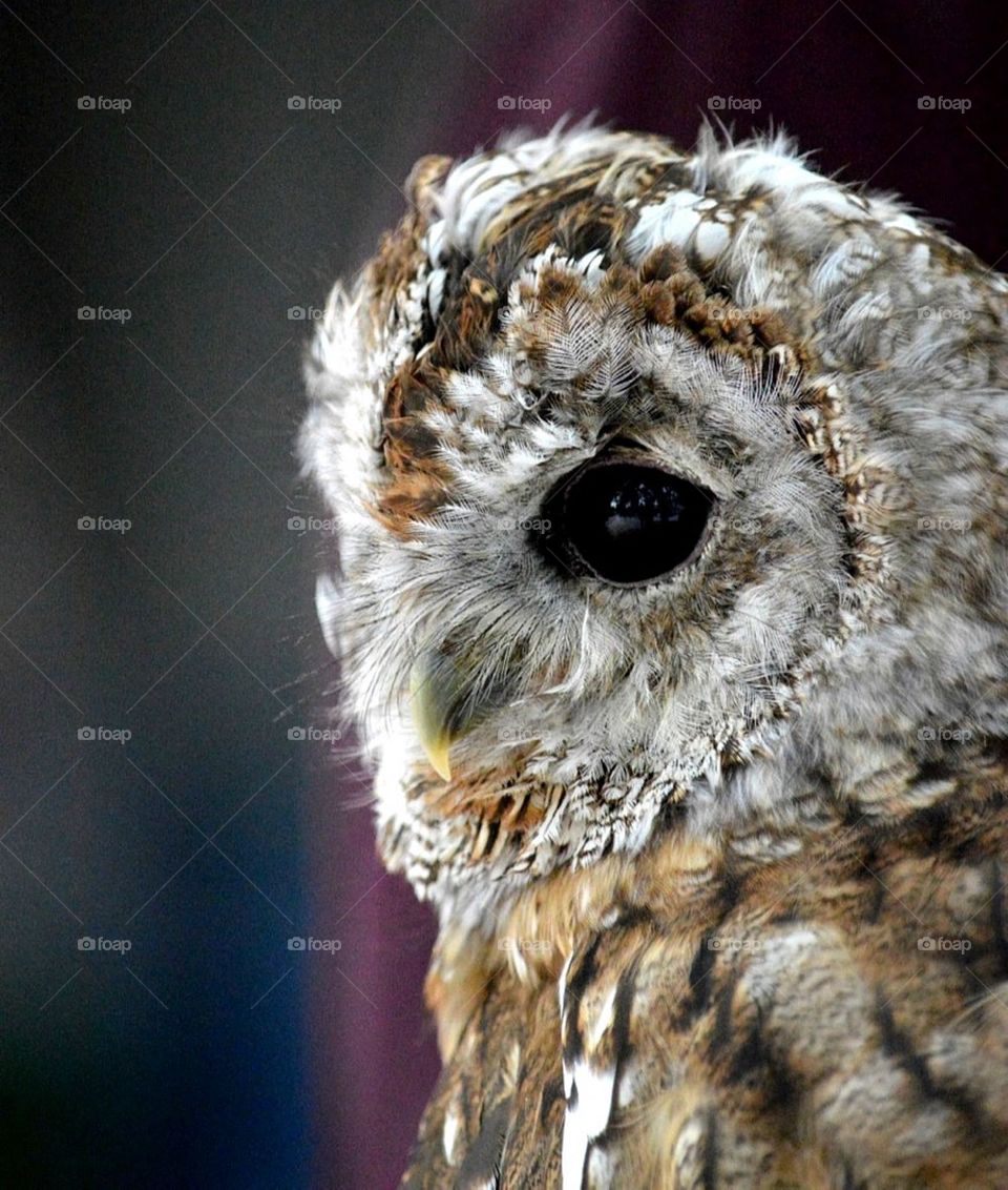 Tawney owl