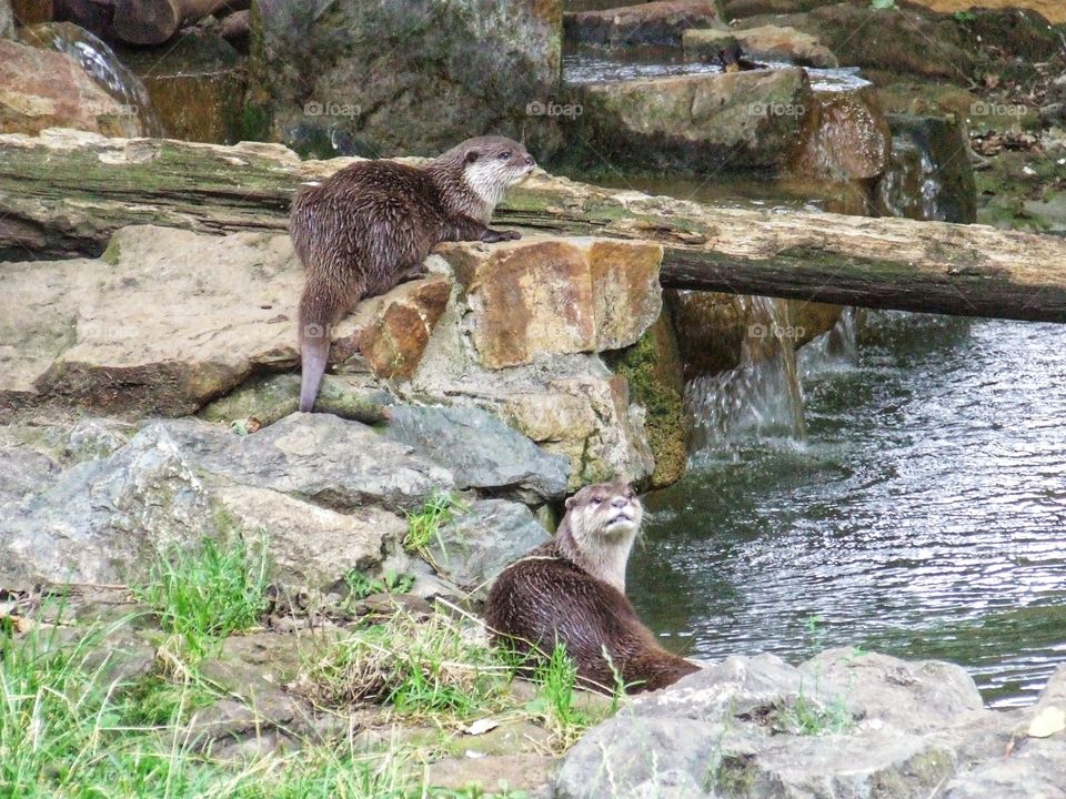 humble otters