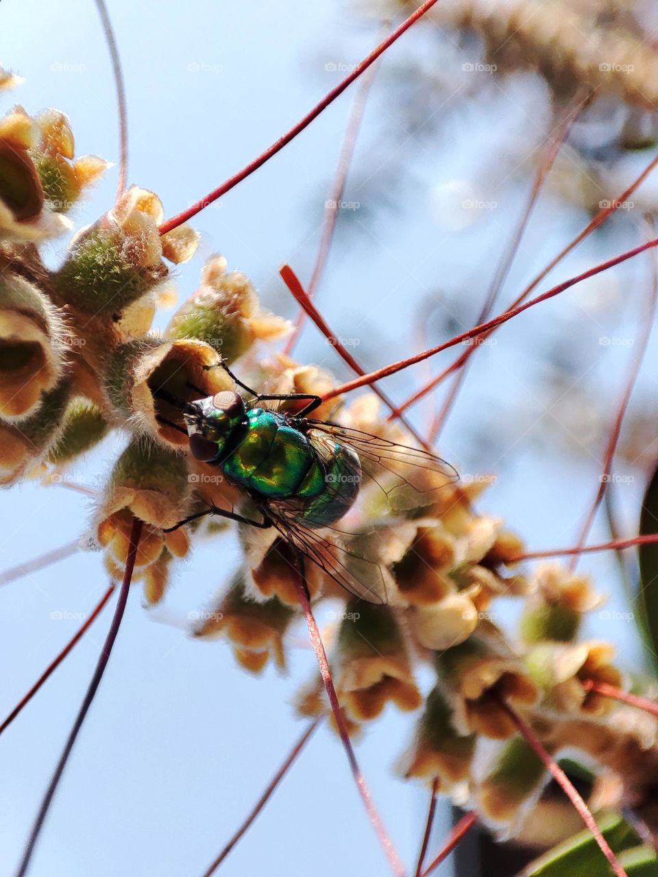 Bottle fly, feeding upon nectar