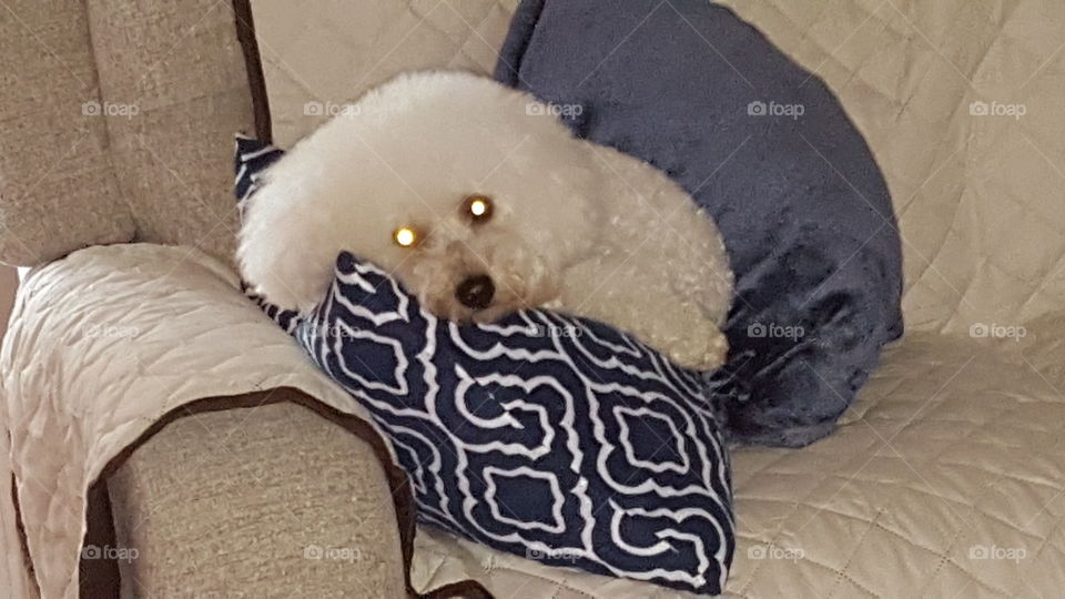 White Dog Laying On Pillow and Couch