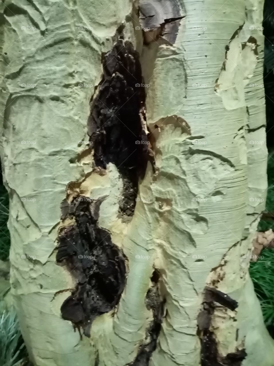 Bark patterns