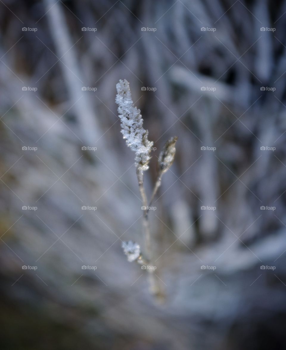 Frost grass