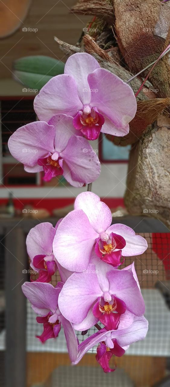 orquídea