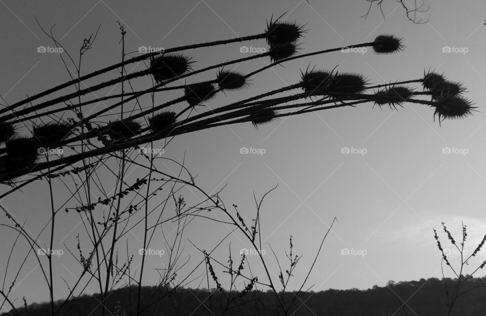 Monochrome background, thorns