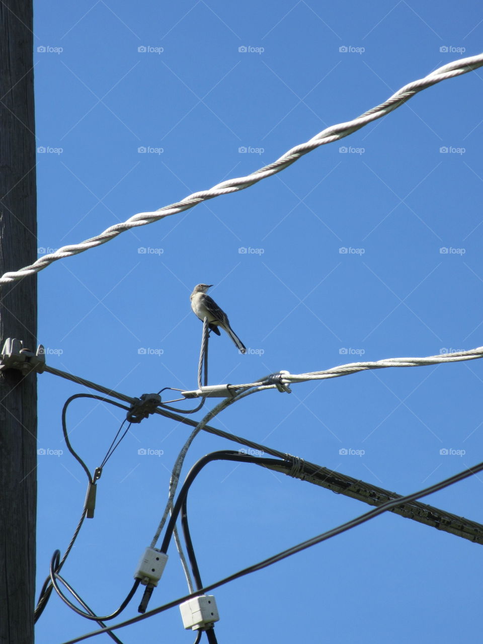 bird on a wire. bird on a wire