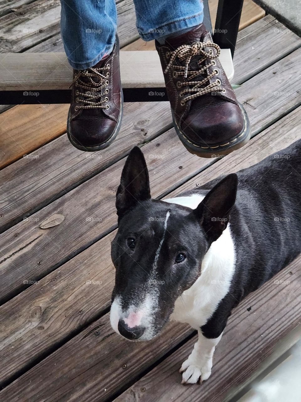 Docs and a miniature bull terrier