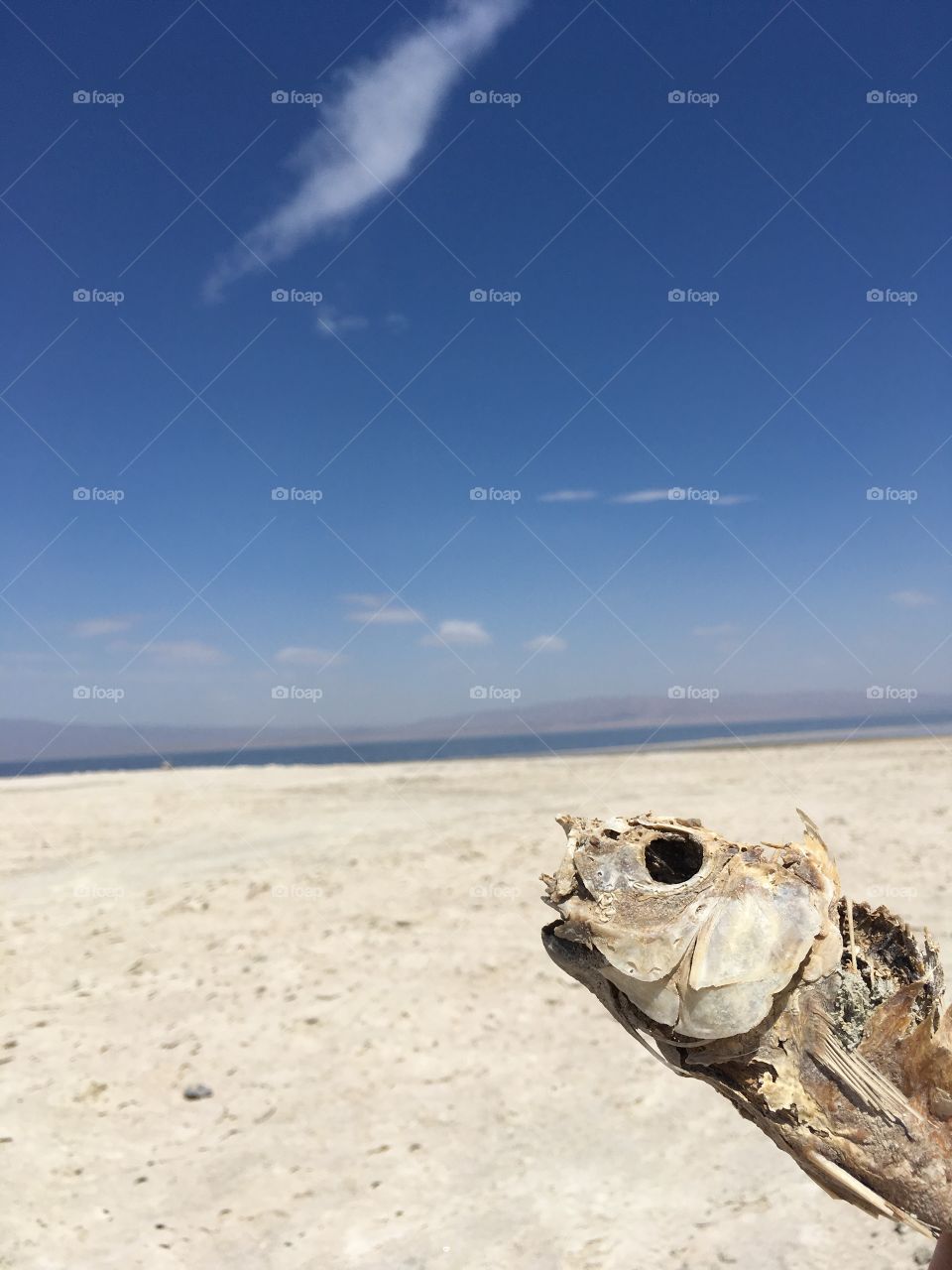 Salton Sea Wildlife