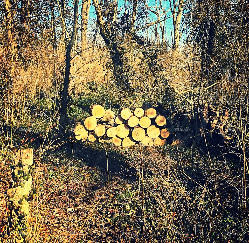 Wood stacked in the forest 