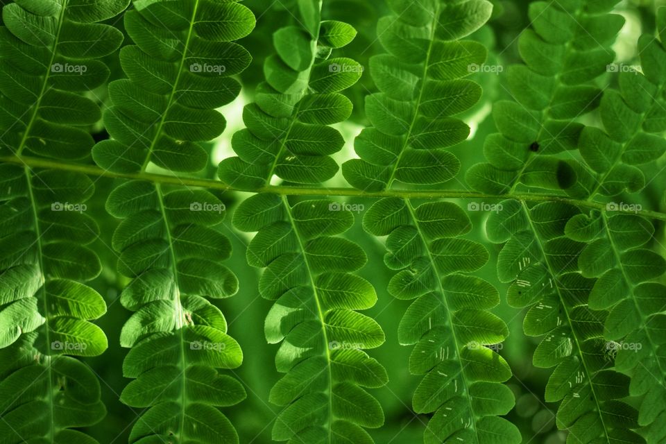 Green fern in the sunlight