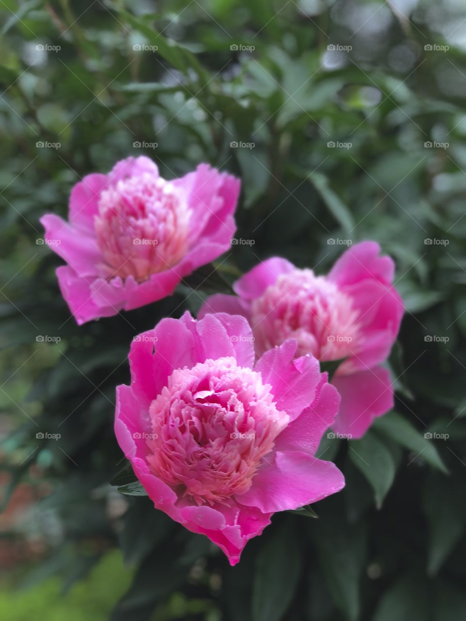 Beautiful flowers that just blossomed but so attractive for it crispy pink petals.