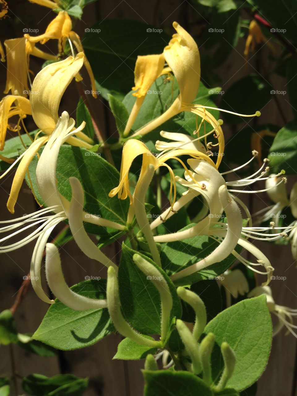 Honeysuckle