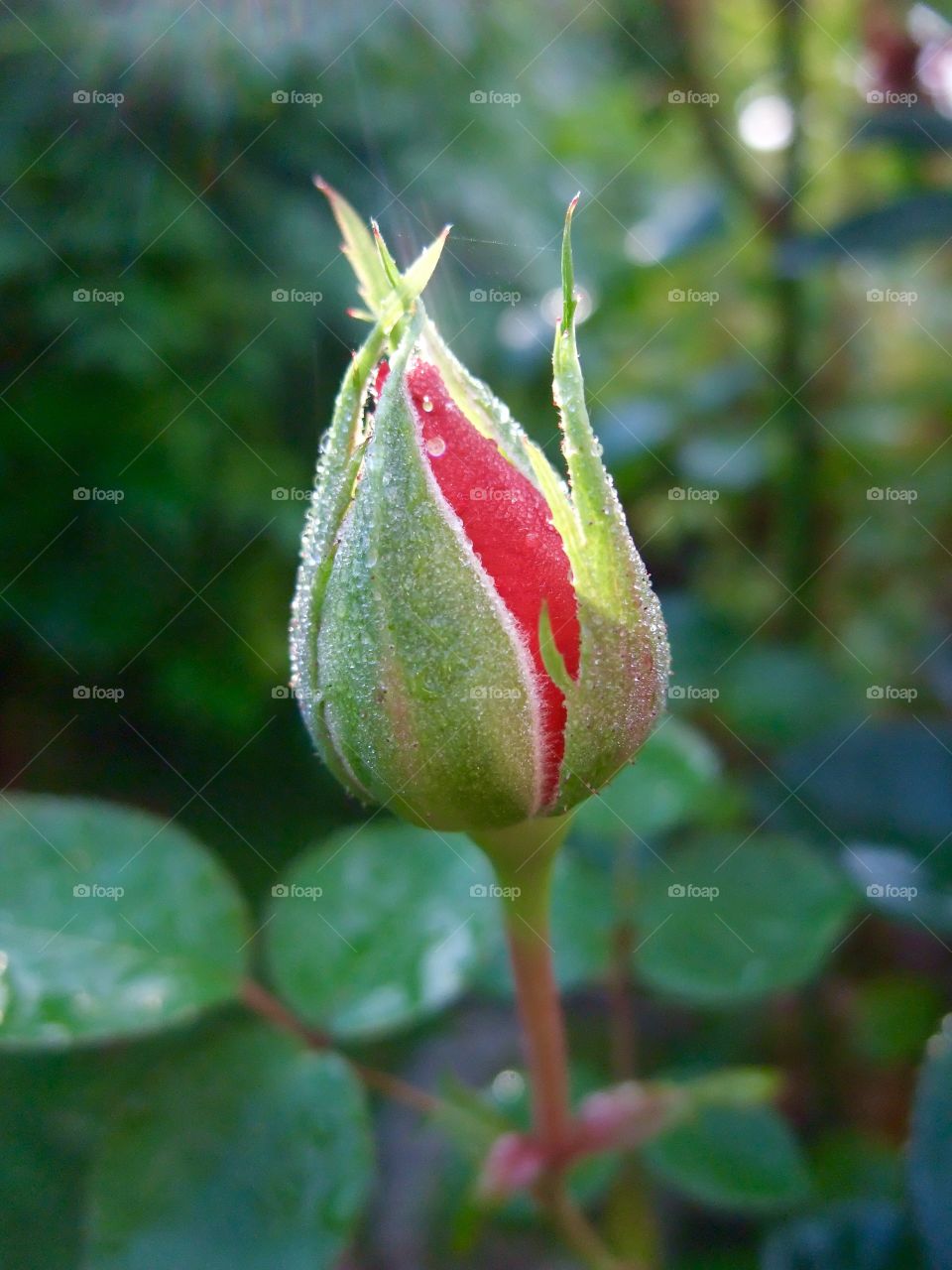 Rose bud