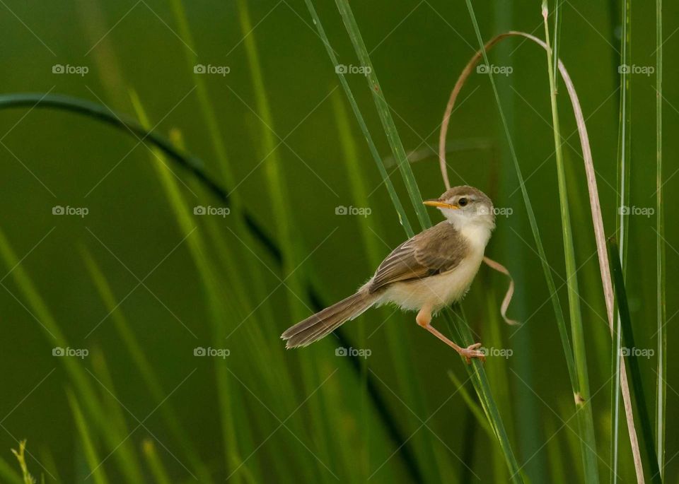 Plain Prinia