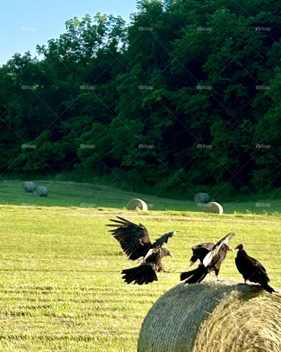 Turkey vultures landing on a bale of hay