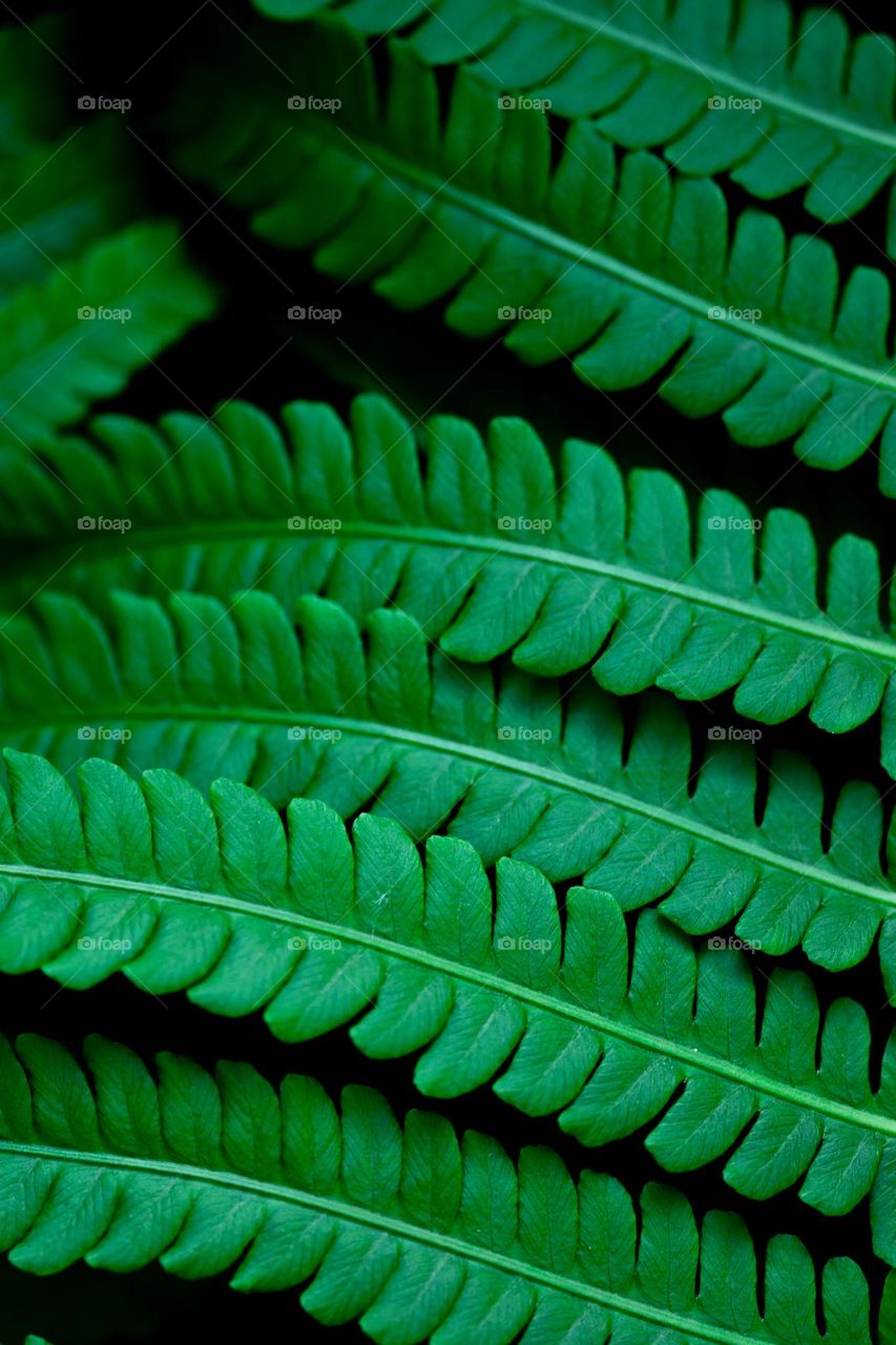 Fern leaves background 