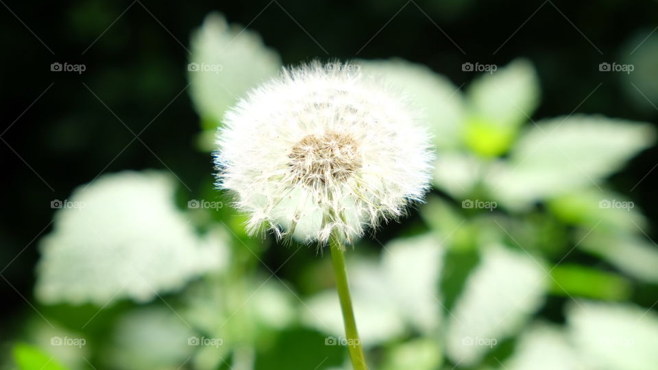 dandelion