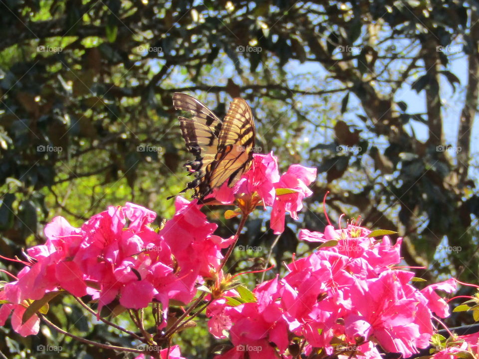 Yellow Butterfly