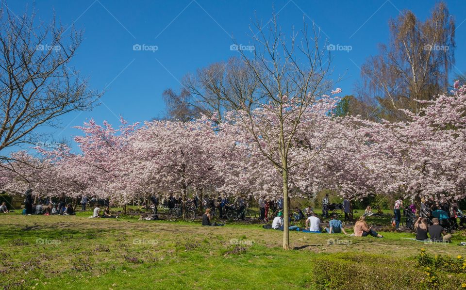 Pink park