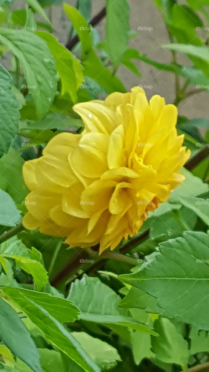 flower