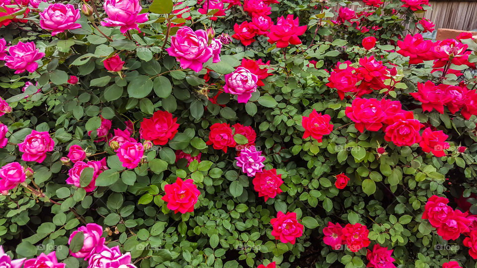 Knockout Knockouts- two huge Knockout rose bushes.