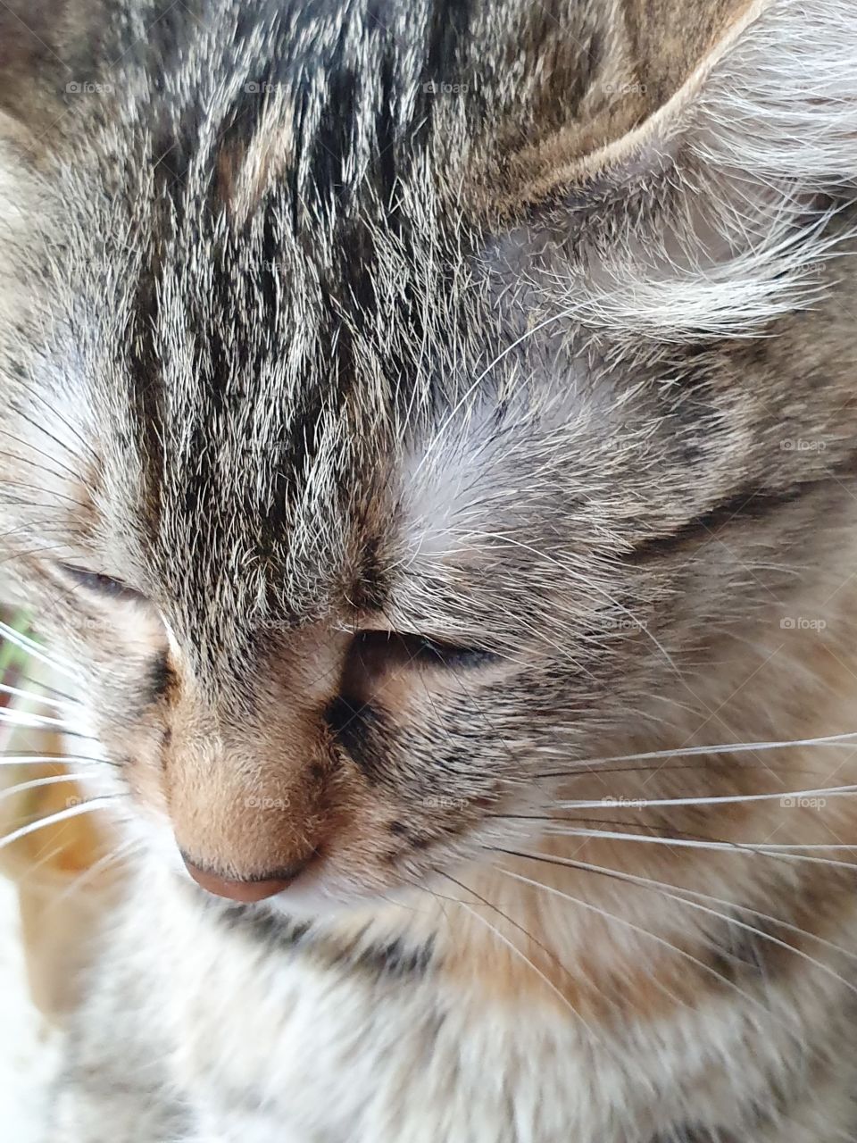 cute cat portrait closeup