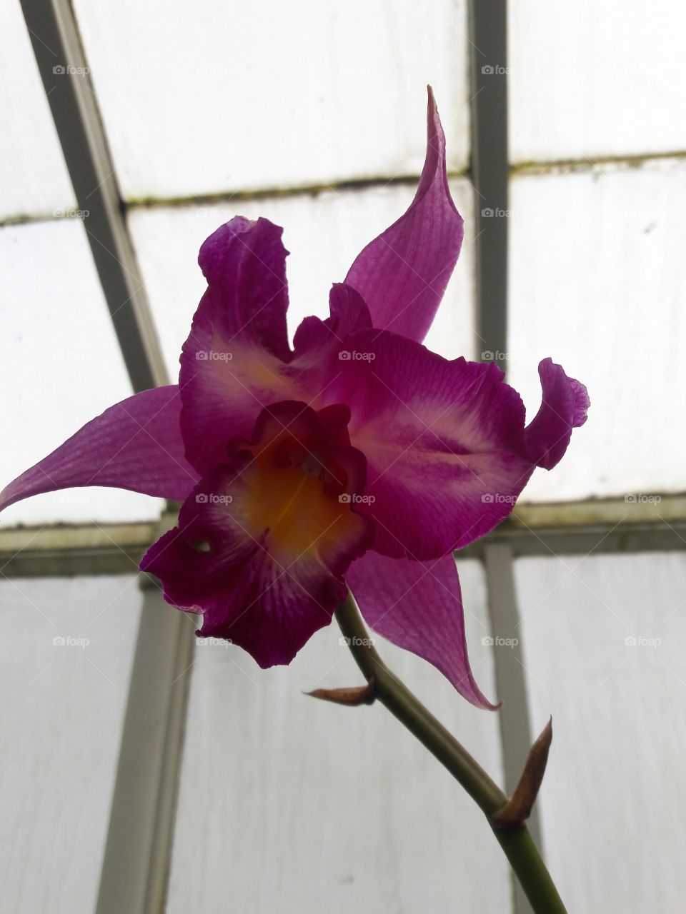 orchid in greenhouse