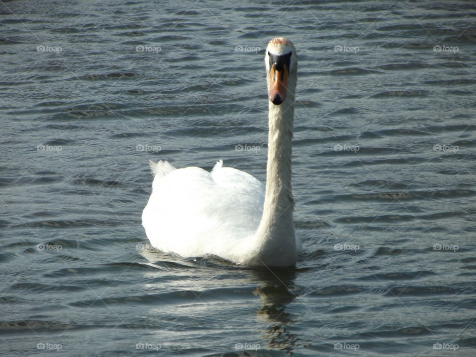 Mute Swan