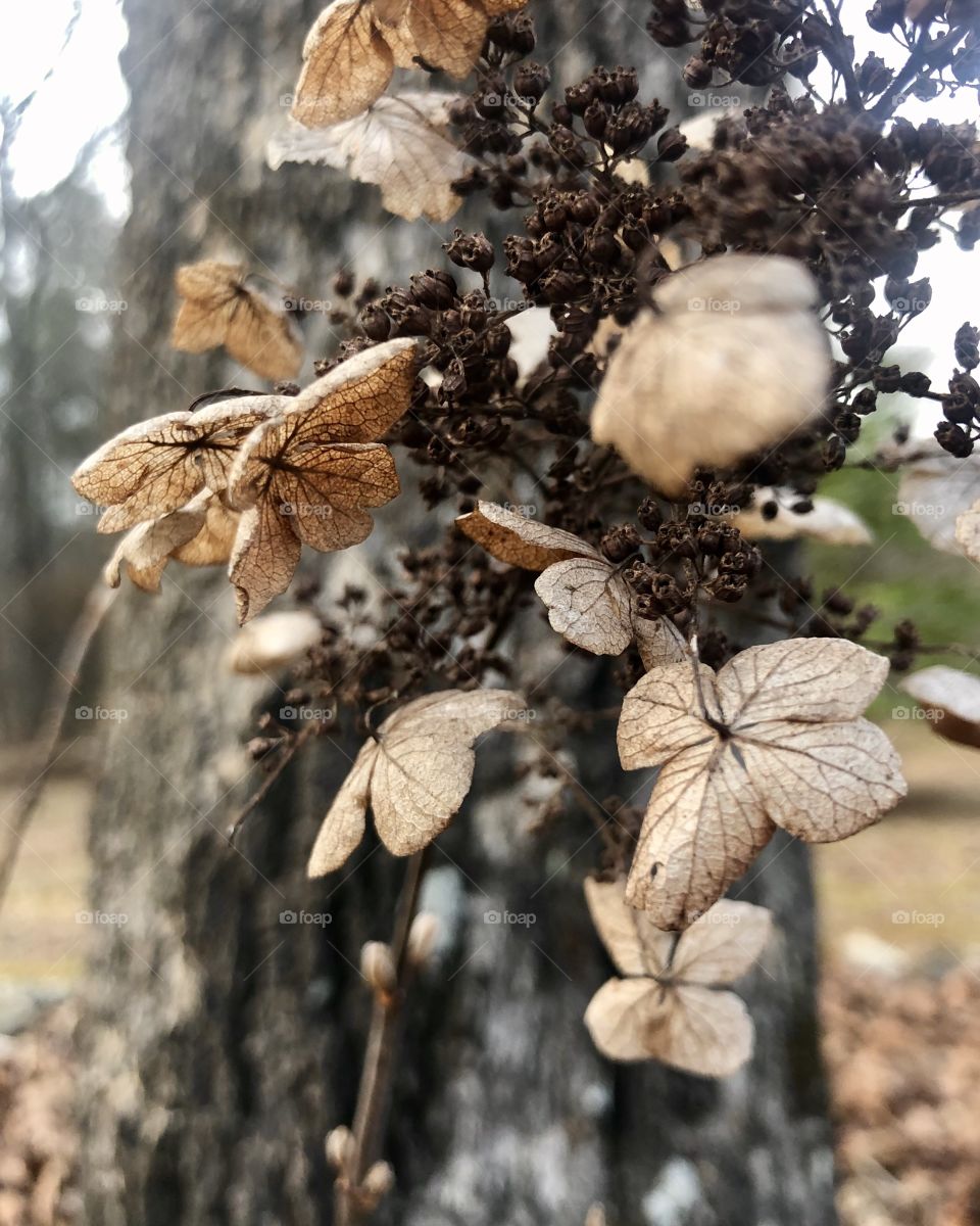 Dried oak leaf hydrangea 