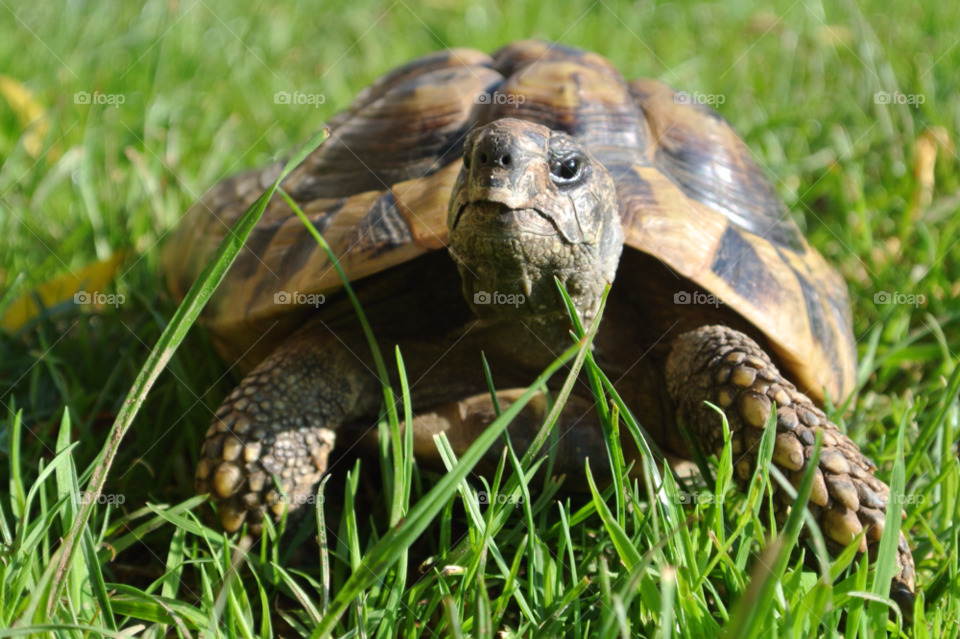 uk english tortoise devon by steven.nicholas