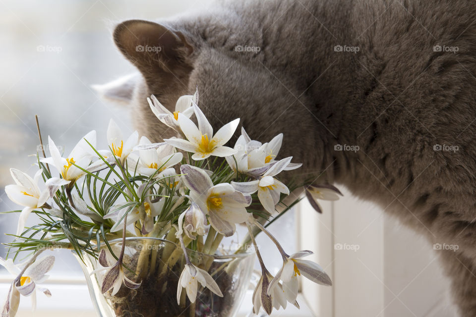 spring smells like that. Scotish Straight cat sniffs bouquet of spring flowers