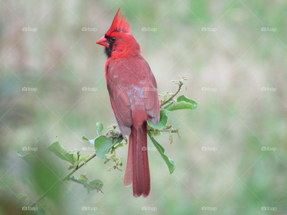 Cardinal