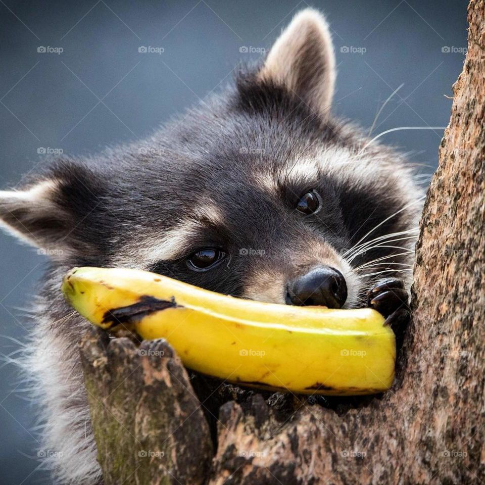 Gorilla eating banana